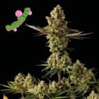 seedmsn bubba kush plant