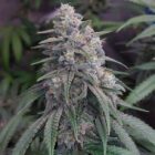 bubba kush cola