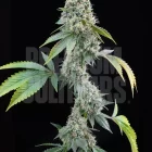 cereal milk plant premium cultivars