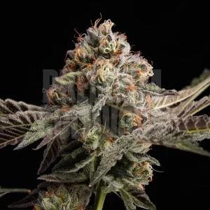 Cheetah Piss - Premium Cultivars