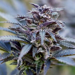 Durban Poison - Dutch Passion
