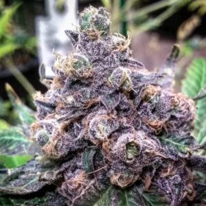 Grand Daddy Purple - Grand Daddy Genetics