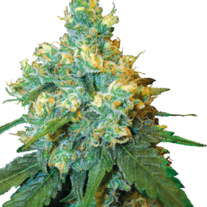 Jack Herer - Sensi Seeds