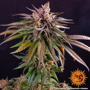 Kush Mintz - Barneys Farm Seeds