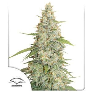 Meringue - Dutch Passion Seed Company