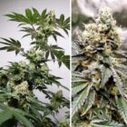 meringue cannabis plant dutch passion