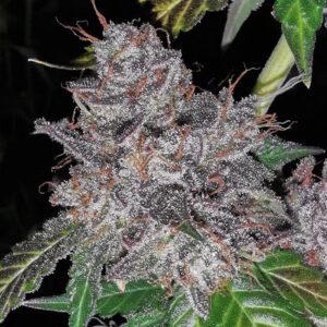 rainbow cake bud, pheno finder seeds