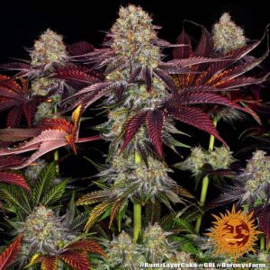 Runtz x Layer Cake - Barneys Farm Seeds