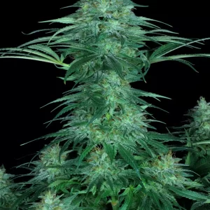Sensi Star - Paradise Seeds