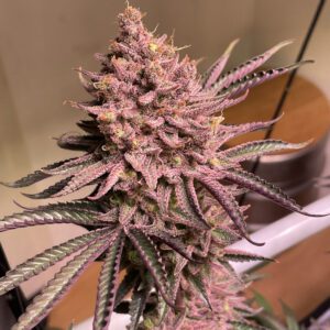 beautiful cannabis plant with purple hues