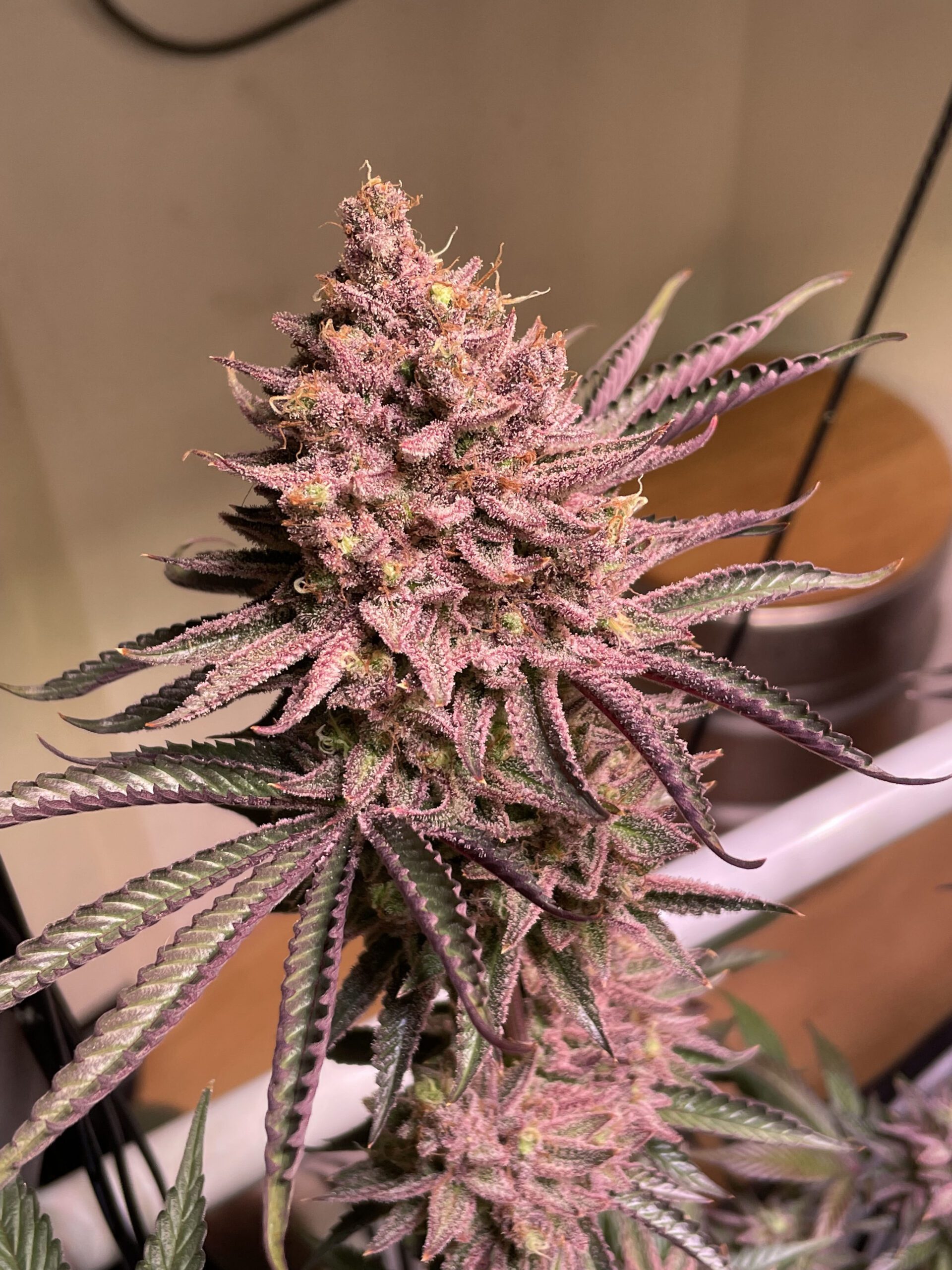 beautiful cannabis plant with purple hues