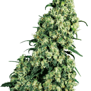 Skunk #1 - Sensi Seeds