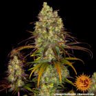 tangerine dream barneys farm seeds