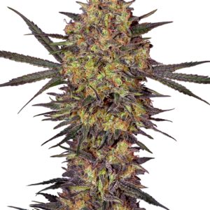 the bird strain from sensi seeds and humboldt seed company collaboration