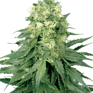 White Widow - Sensi Seeds White Label