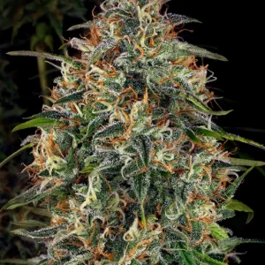 WSS Skunk - Weed Seed Shop